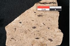 Foto (Detailansicht) von Araucaria sternbergii Goeppert (NHMW-GEO-2024-0188-8309)